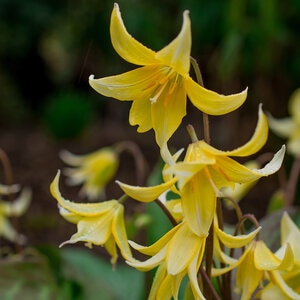 Erythronium Bulb Californicum Pagoda Trout Lily