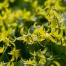 Erythronium Bulb Californicum Pagoda Trout Lily