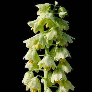 Fritillaria Bulb Persica Ivory Bells Persian Lily Each