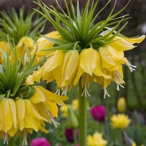 Fritillaria Bulb Imperialis Lutea Maxima Crown Imperial