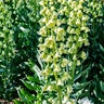 Fritillaria Bulb Persica Ivory Bells Persian Lily