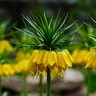 Fritillaria Bulb Imperialis Lutea Maxima Crown Imperial