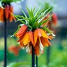 Fritillaria Bulb Imperialis Rubra Maxima Crown Imperial
