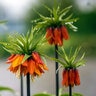 Fritillaria Bulb Imperialis Rubra Maxima Crown Imperial