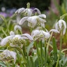 Galanthus Bulb Double Snowdrops