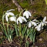Galanthus Bulb Double Snowdrops