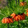 Fritillaria Bulb Imperialis Rubra Maxima Crown Imperial
