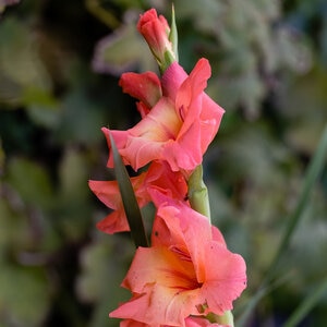 Gladiolus Bulb Peter Pears Sword Lily 12/14 10 Count Bag