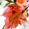 Gladiolus Bulb Peter Pears Sword Lily 12/14