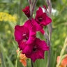 Gladiolus Bulb Plum Tart Sword Lily 12/14
