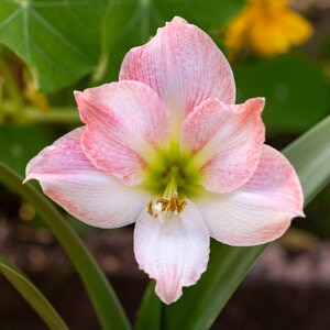 Hippeastrum Bulb Dutch Apple Blossom Amaryllis