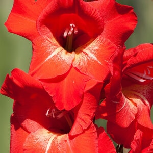 Gladiolus Bulb Traderhorn Sword Lily 12/14 10 Count Bag