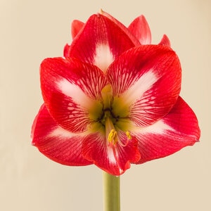 Hippeastrum Bulb Dutch Monte Carlo Amaryllis 10 Count Bag
