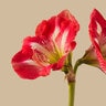 Hippeastrum Bulb Dutch Monte Carlo Amaryllis