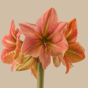 Hippeastrum Bulb Dutch Terra Cotta Star Amaryllis
