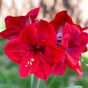 Hippeastrum Bulb Dutch Red Lion Amaryllis
