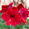 Hippeastrum Bulb Dutch Red Lion Amaryllis