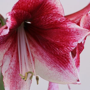 Hippeastrum Bulb Dutch Daphne Amaryllis 10 Count Bag