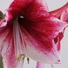 Hippeastrum Bulb Dutch Daphne Amaryllis