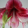 Hippeastrum Bulb Dutch Daphne Amaryllis