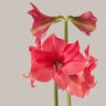 Hippeastrum Bulb Dutch Pink Surprise Amaryllis