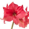 Hippeastrum Bulb Dutch Pink Surprise Amaryllis