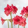 Hippeastrum Bulb Dutch Pink Surprise Amaryllis