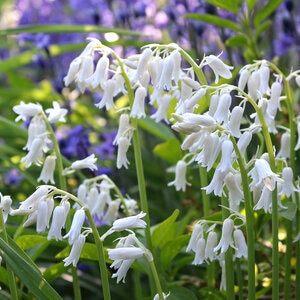 Hyacinthoides Bulb Hispanica White Spanish Bluebells 150 Count Bag