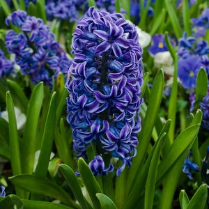 Hyacinthus Bulb Orientalis Blue Hyacinth Sprouted Pallet Program Each