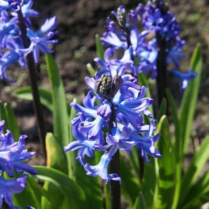 Hyacinthus Bulb Orientalis Peter Stuyveant Hyacinth 50 Count Bag