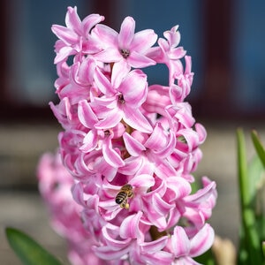 Hyacinthus Bulb Orientalis Pink Hyacinth Sprouted Pallet Program Each