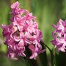 Hyacinthus Bulb Orientalis Pink Hyacinth