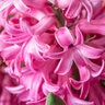 Hyacinthus Bulb Orientalis Pink Hyacinth