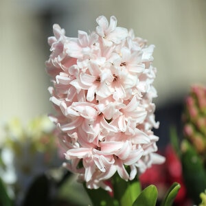 Hyacinthus Bulb Orientalis Pink Surprise Hyacinth