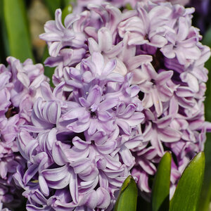 Hyacinthus Bulb Orientalis Splendid Cornelia Hyacinth 50 Count Bag