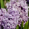 Hyacinthus Bulb Orientalis Splendid Cornelia Hyacinth