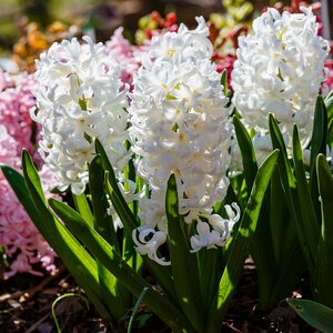 Hyacinthus Bulb Orientalis Carnegie Hyacinth