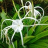 Hymenocallis Bulb Littoralis Beach Spider Lily