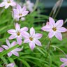 Ipheion Bulb Uniflorum Charlotte Bishop Starflower