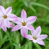 Ipheion Bulb Uniflorum Charlotte Bishop Starflower