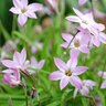 Ipheion Bulb Uniflorum Charlotte Bishop Starflower