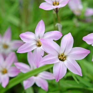 Ipheion Bulb Uniflorum Charlotte Bishop Starflower 150 Count Bag