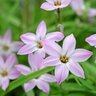 Ipheion Bulb Uniflorum Charlotte Bishop Starflower