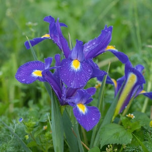 Iris Bulb Hollandica Blue Dutch Iris