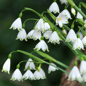 Leucojum Bulb Aestivum Summer Snowflake
