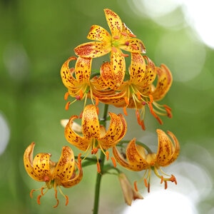 Lilium Bulb Martagon Sunny Morning Lily Rack Program 1 Count Bag