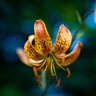 Lilium Bulb Martagon Sunny Morning Lily