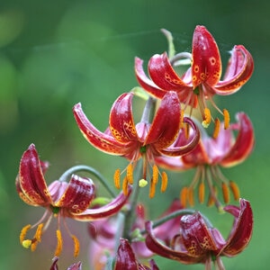 Lilium Bulb Martagon Claude Shride Lily