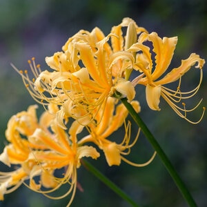 Lycoris Bulb Aurea Yellow Spider Lily