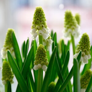 Muscari Bulb Armeniacum Alba Grape Hyacinth 100 Count Bag